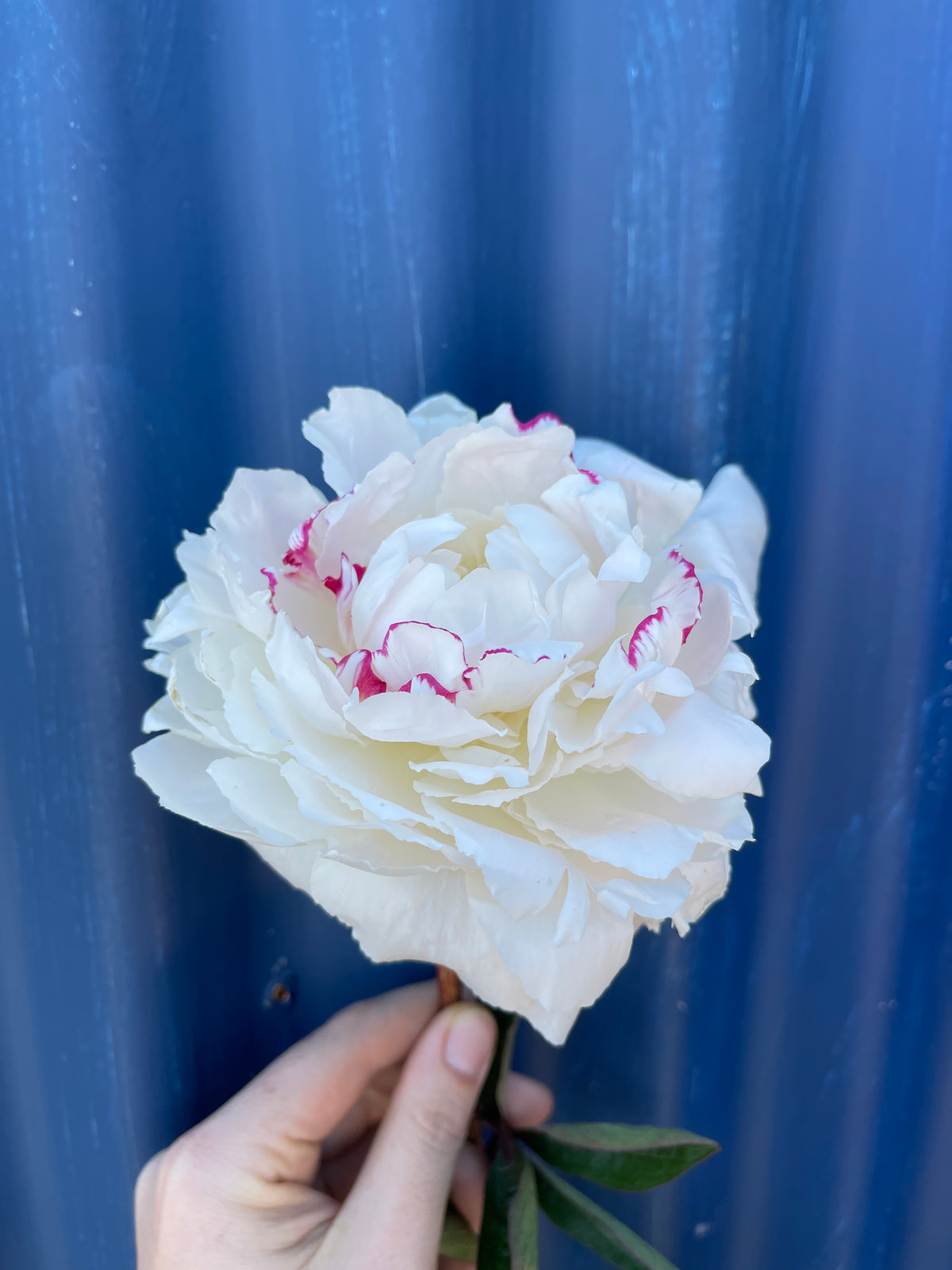 A white peony against blue farm iron.