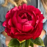 SK_Red Charm