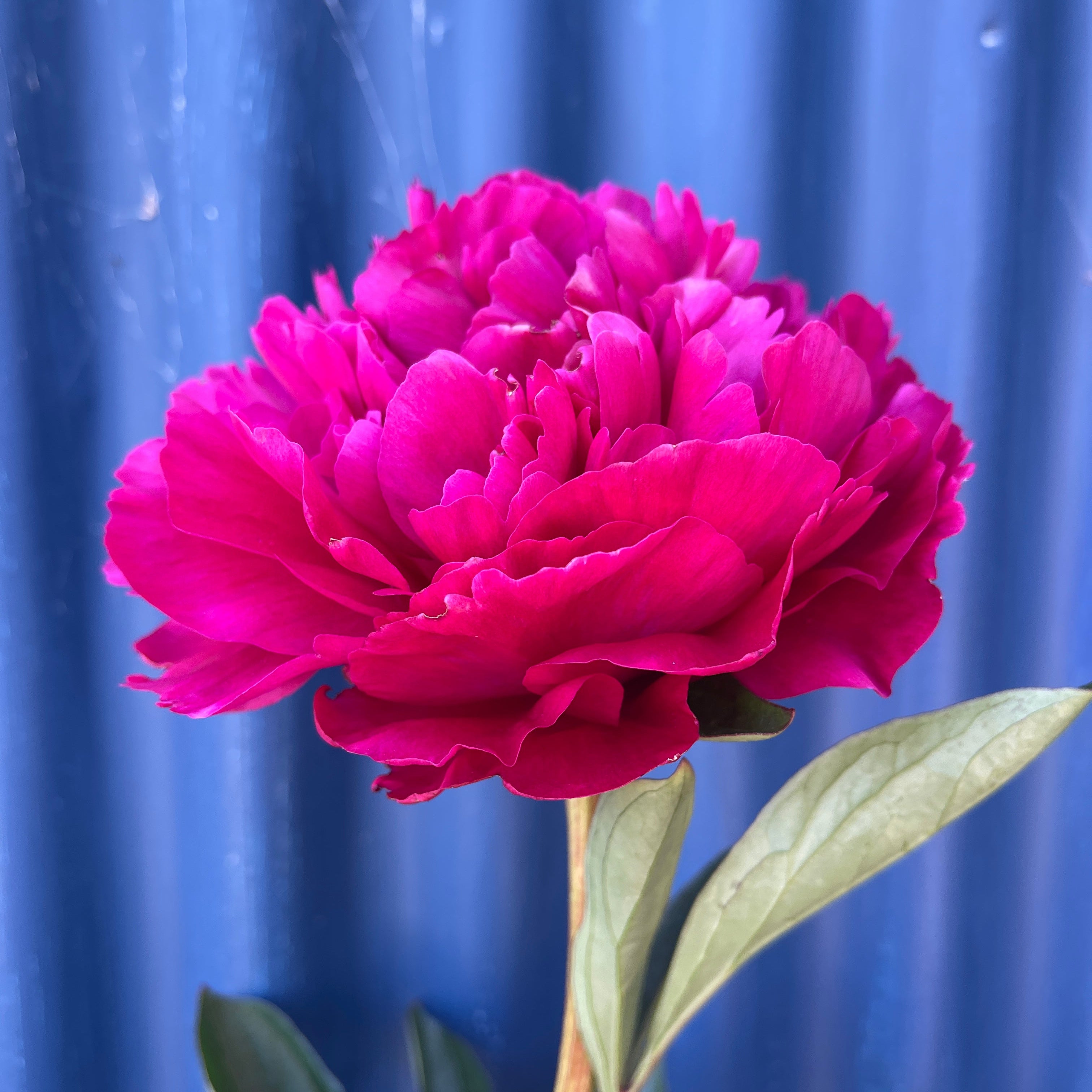 Close-up of a hot pink Kansas peony flower against a blue corrugated metal background