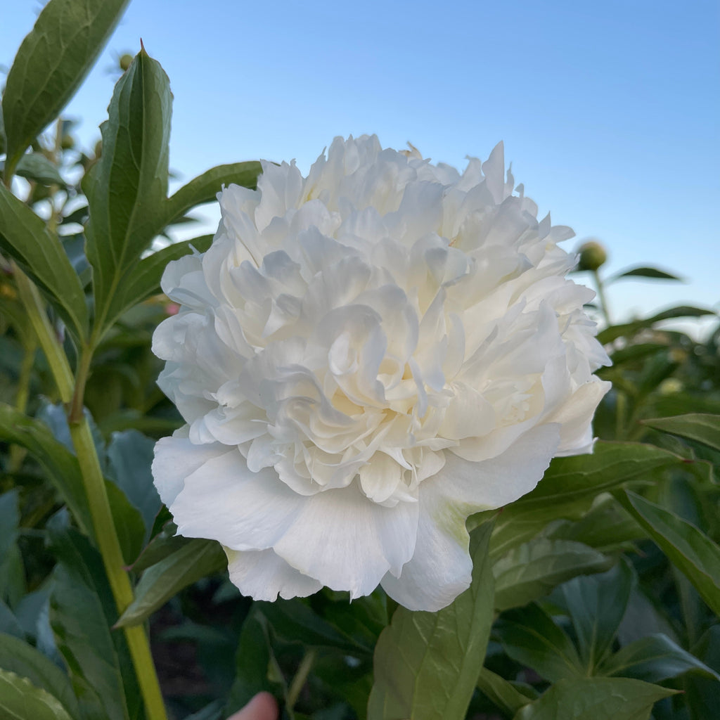 Mr. Ed peony in full bloom with green leaves against a clear blue sky