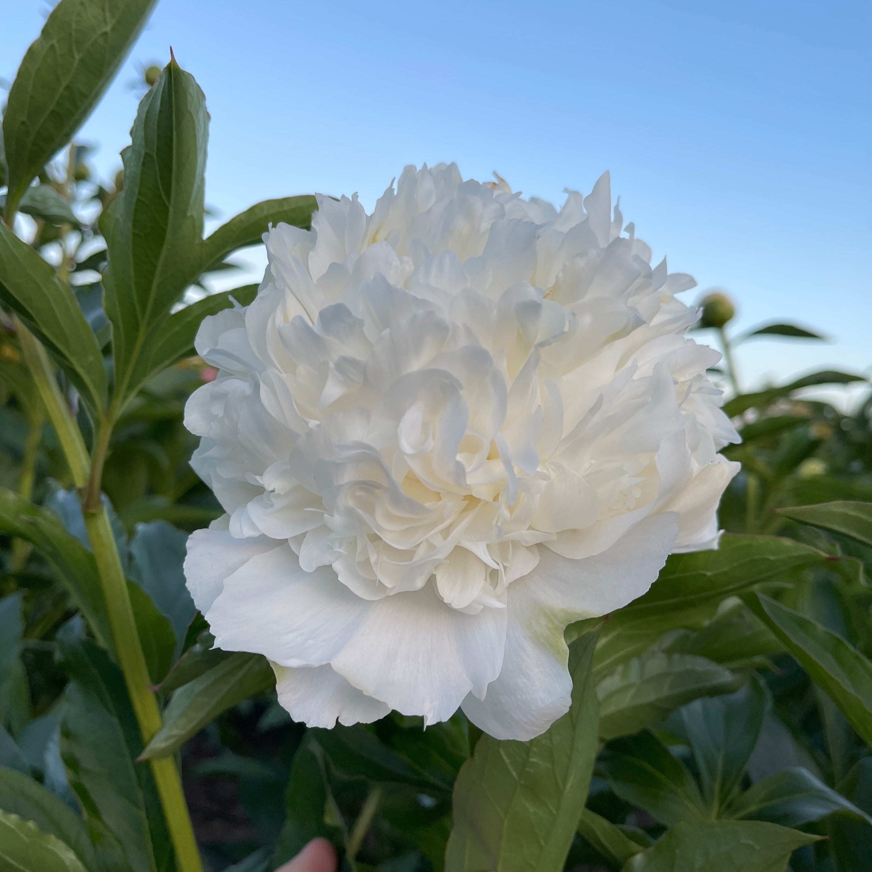 Mr. Ed peony in full bloom with green leaves against a clear blue sky