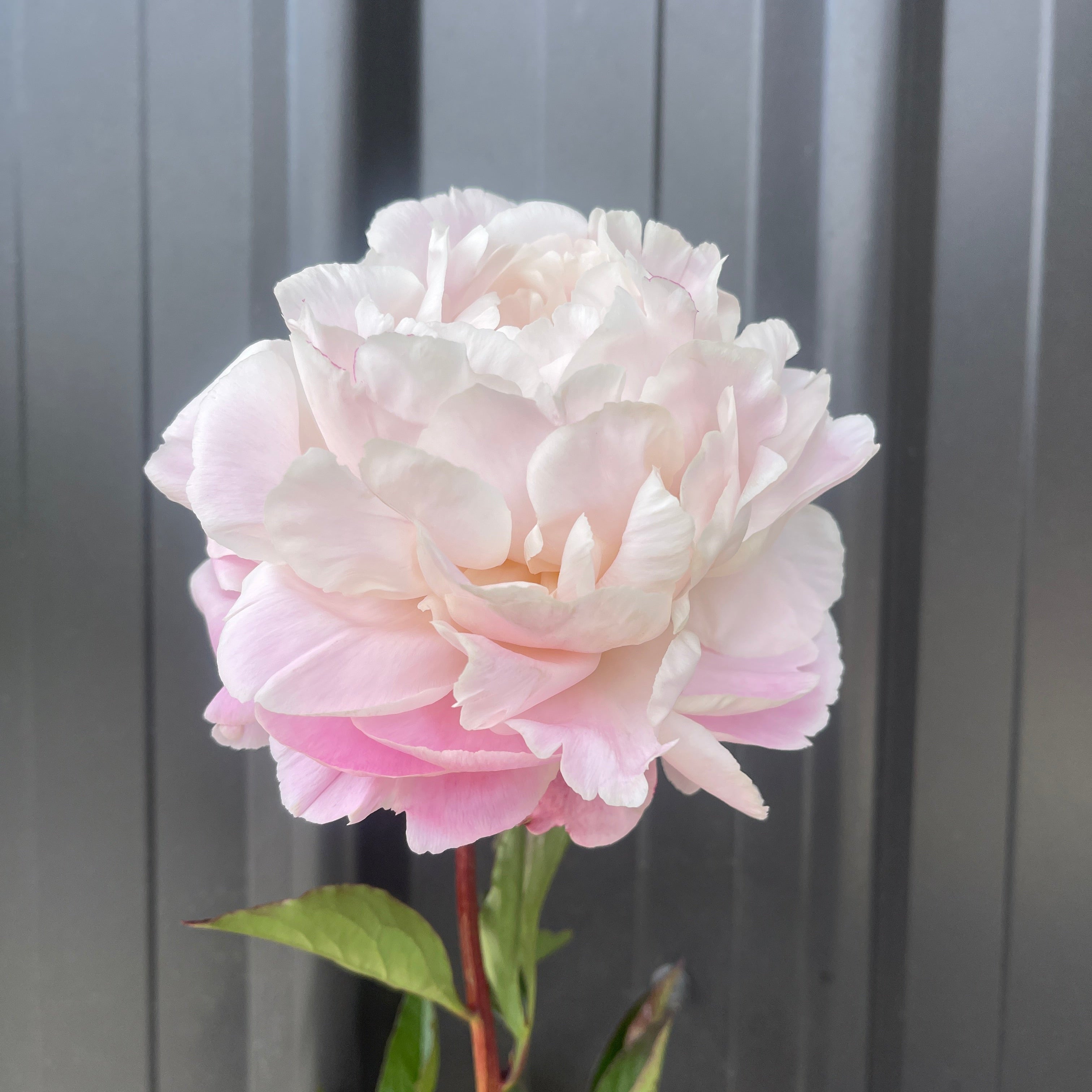 Nick Shaylor peony flower against a gray background