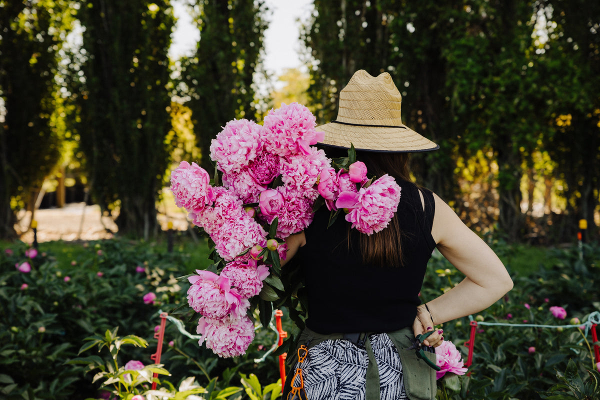 A woman in a straw hat carrying an armful of pink peonies between the rows.