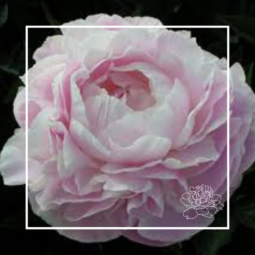 Our Varieties – Prebbleton Peonies