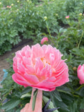 Pink Hawaiian Coral