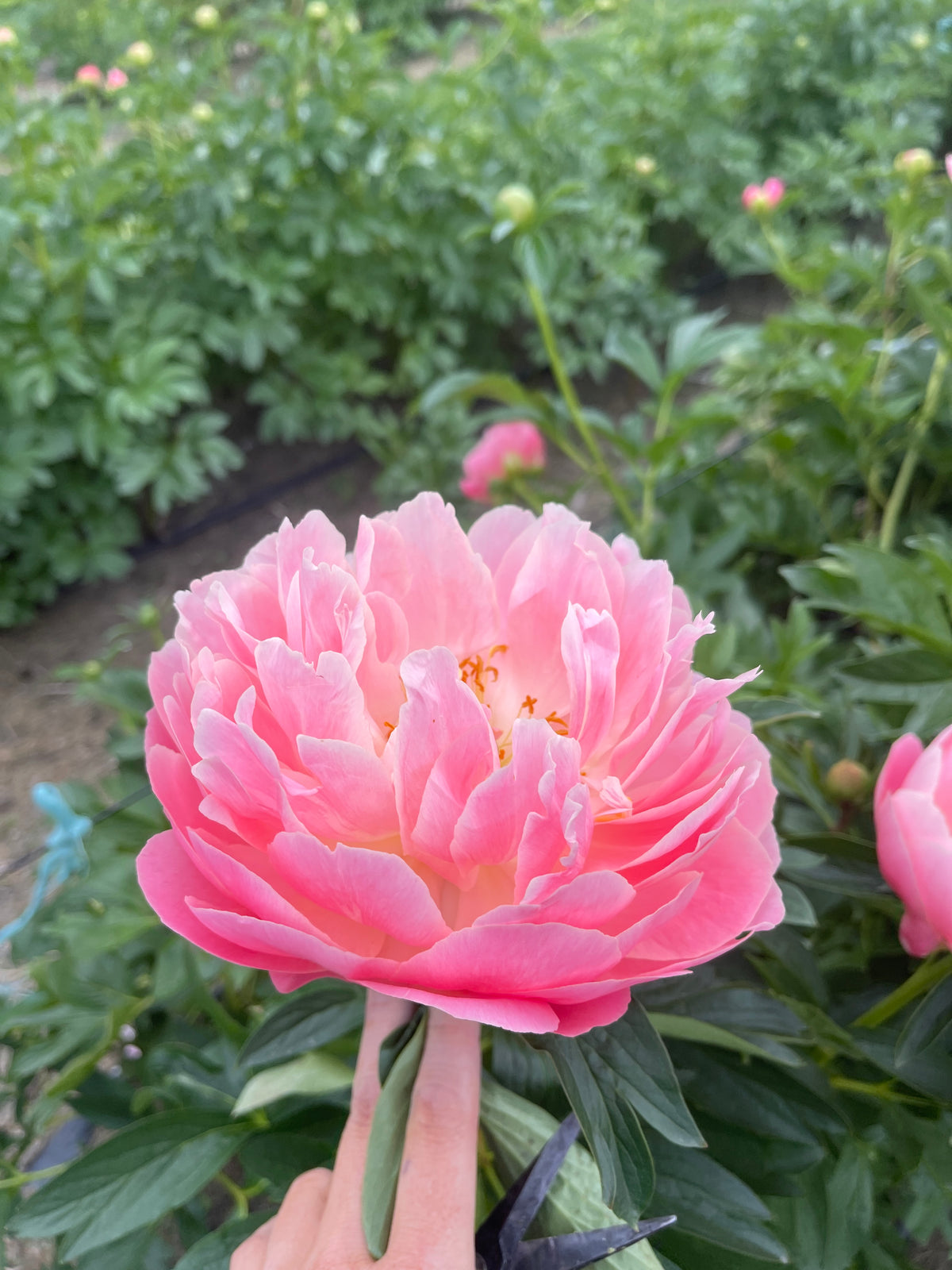 Pink Hawaiian Coral