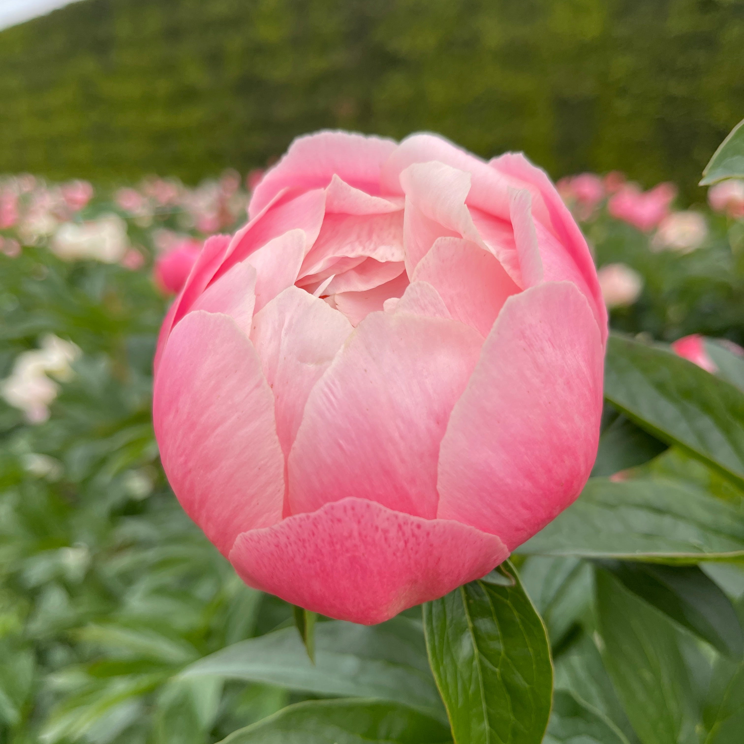 Close-up of a pink hawaiian peony flower with green leaves in the background