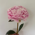 Pillow Talk peony flower held by a hand against a white background
