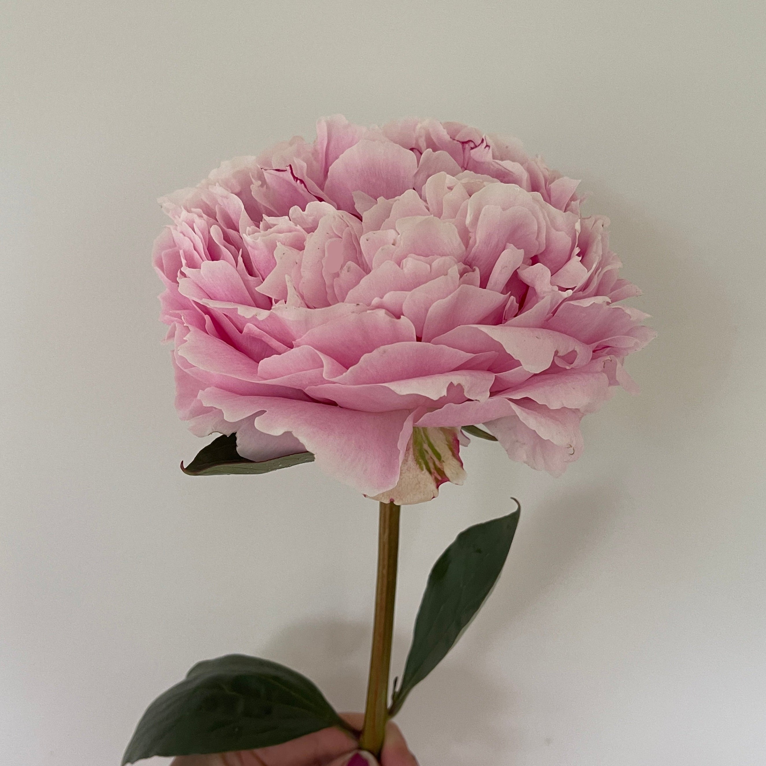 Pillow Talk peony flower held by a hand against a white background