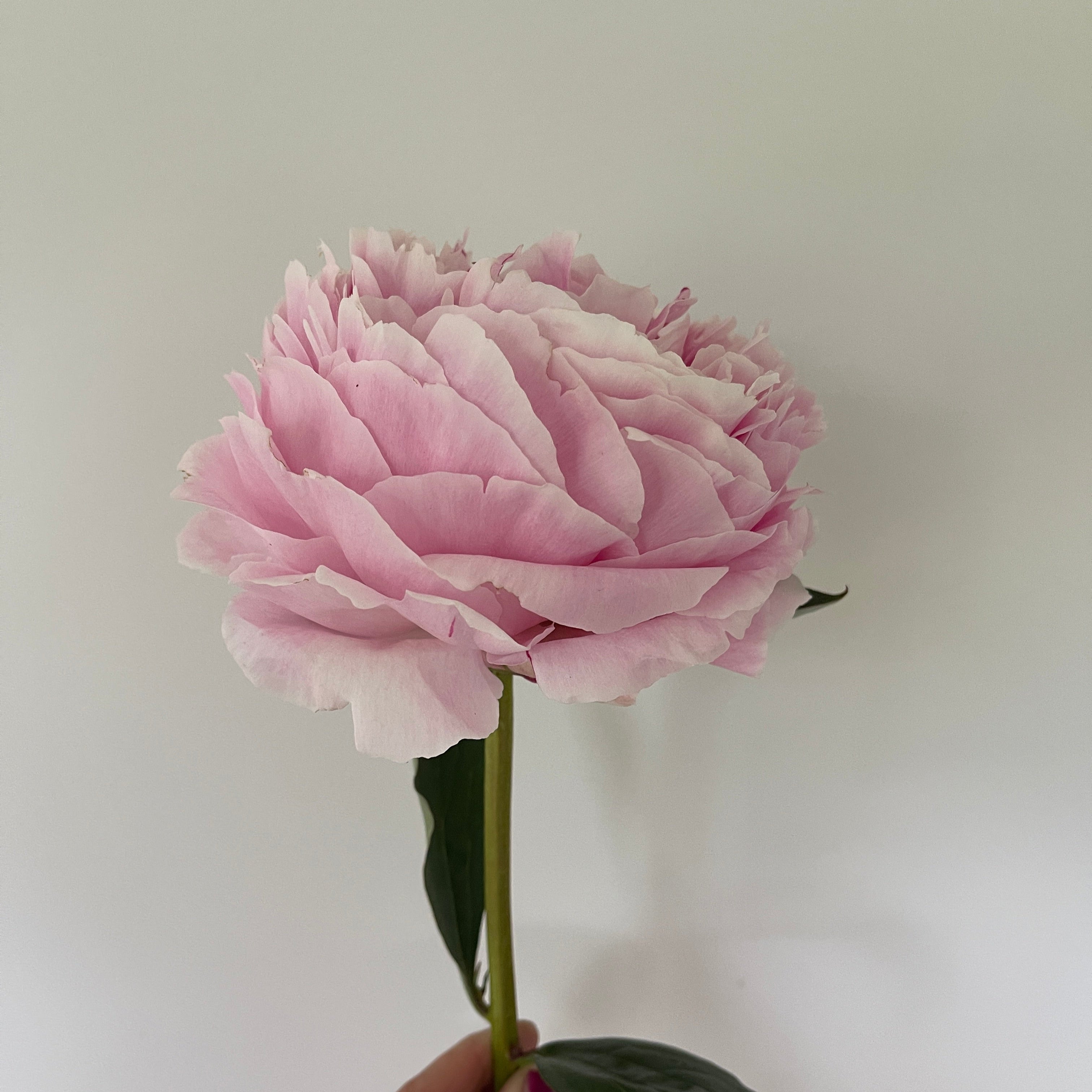 Potted Peony Plants