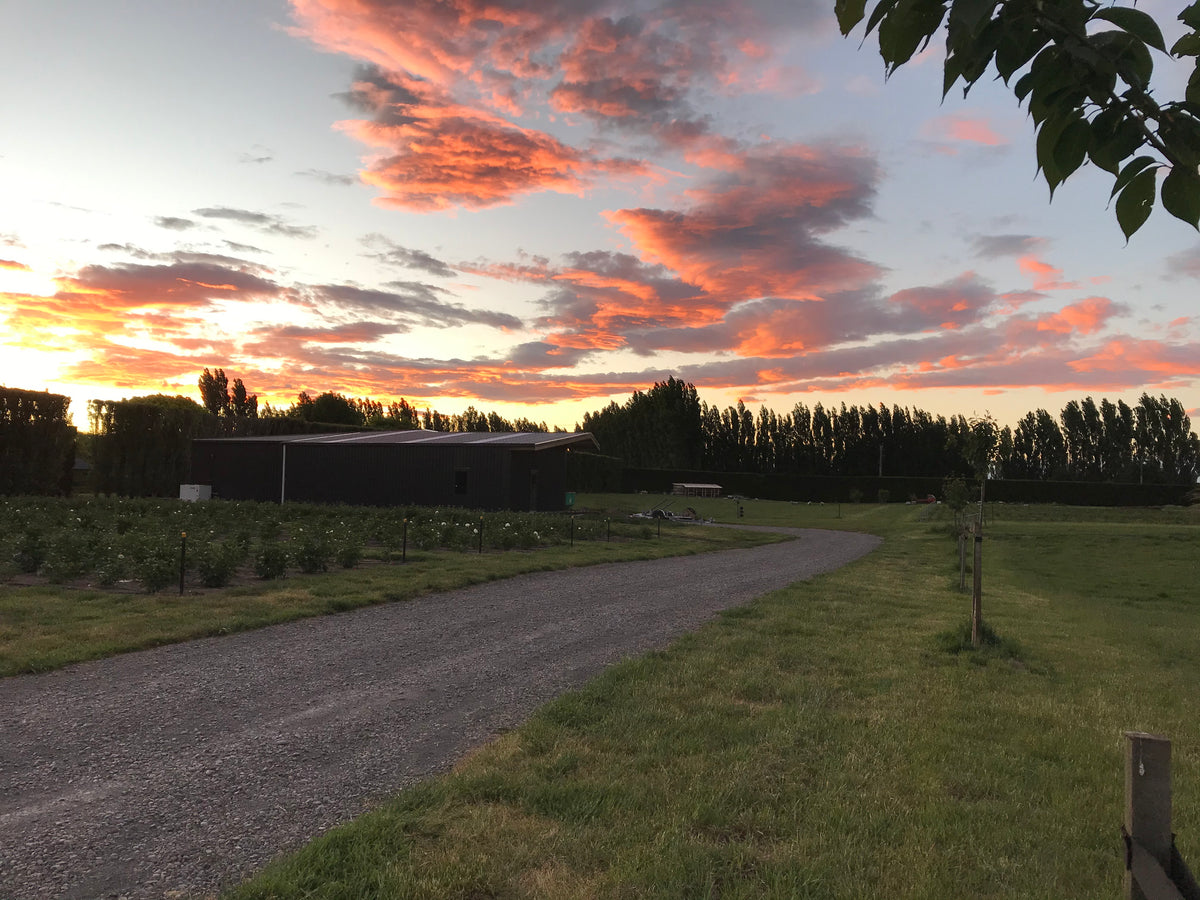 Sunset over the packing shed, the gravel drive and the rows at Springs Road.