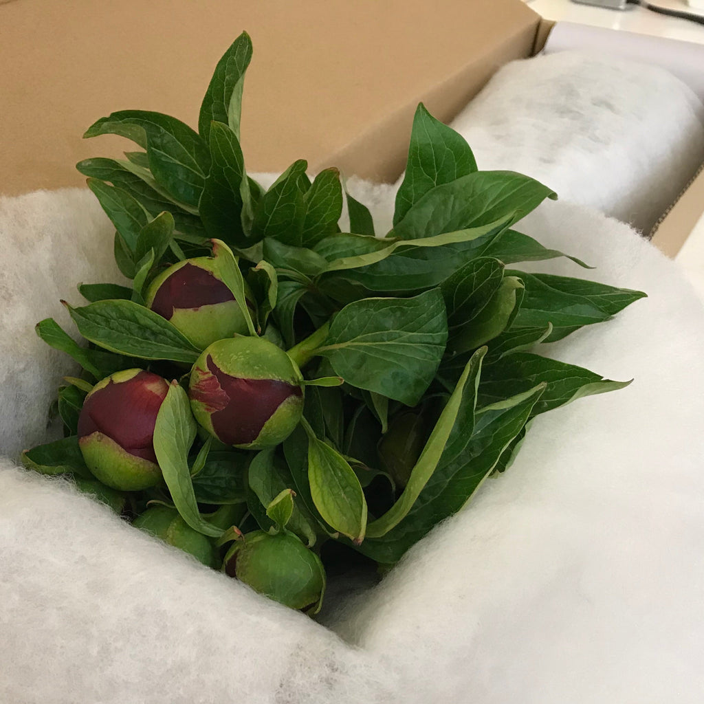 Valentine's Day Peonies - NZ Delivery