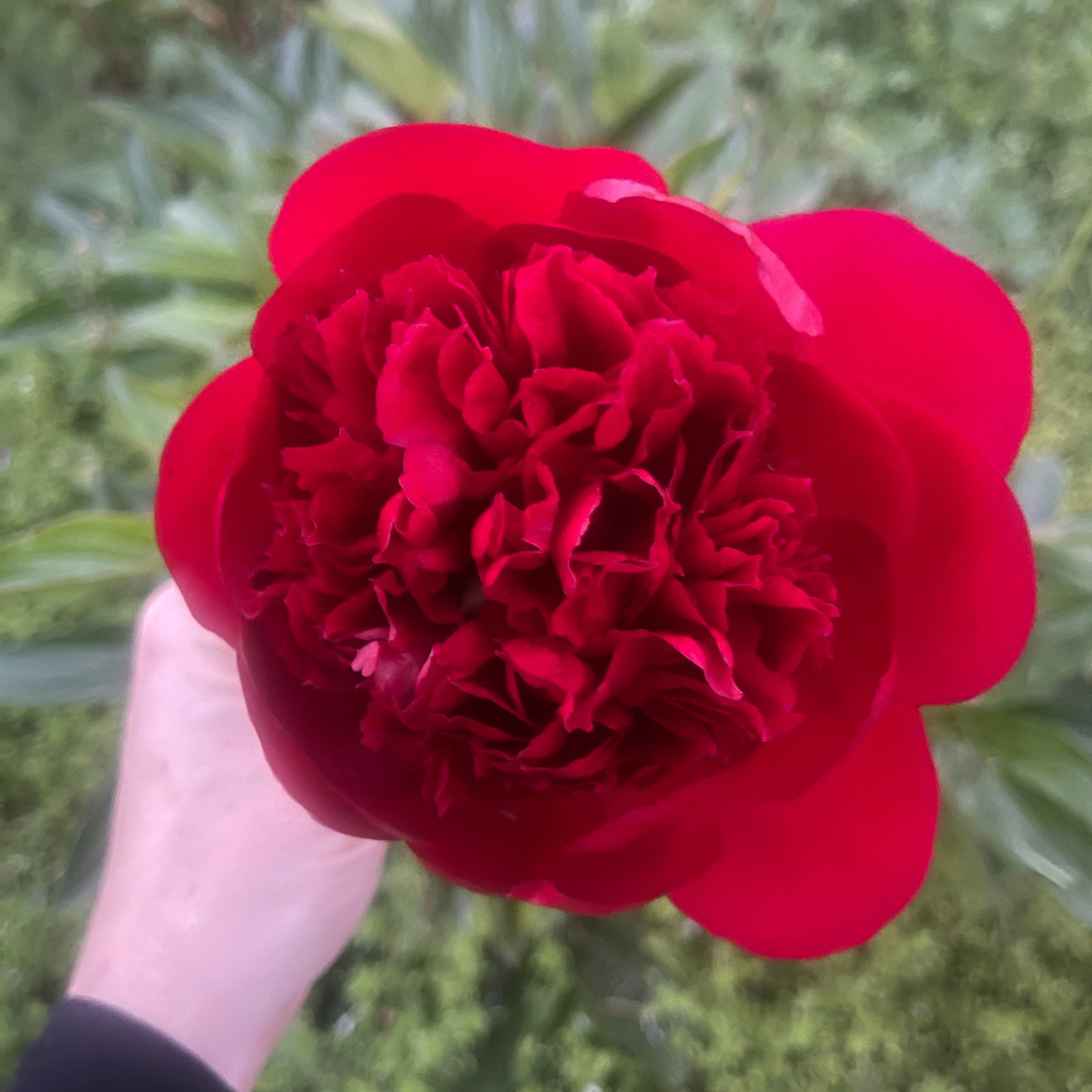 Red Charm peony held by a hand against a blurred green background