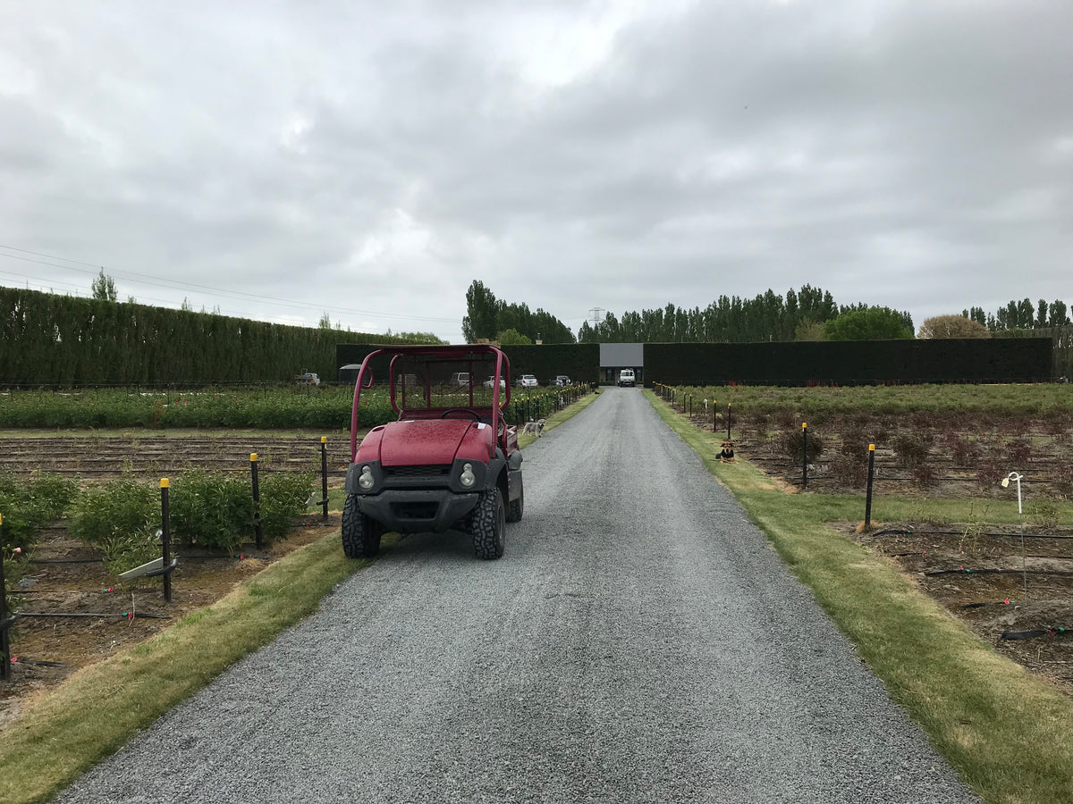 Rows of peonies on a cloudy day