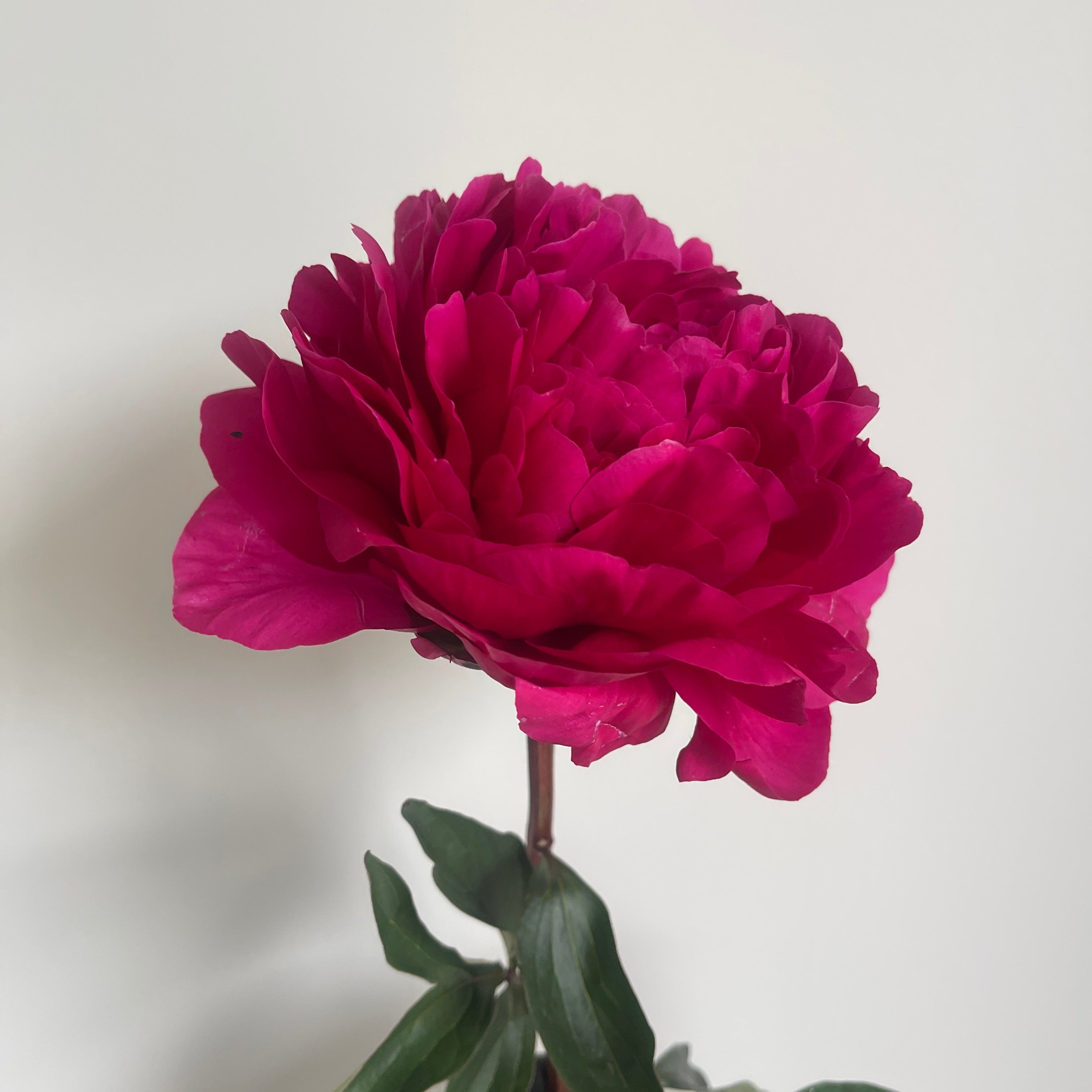 Single vibrant hot pink Peony. The Might Mo. with green leaves on a light gray background