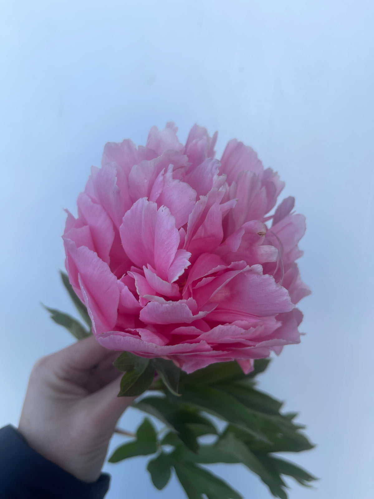 Bright & Beautiful