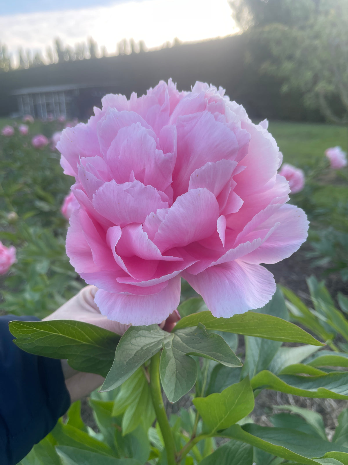 Bright & Beautiful