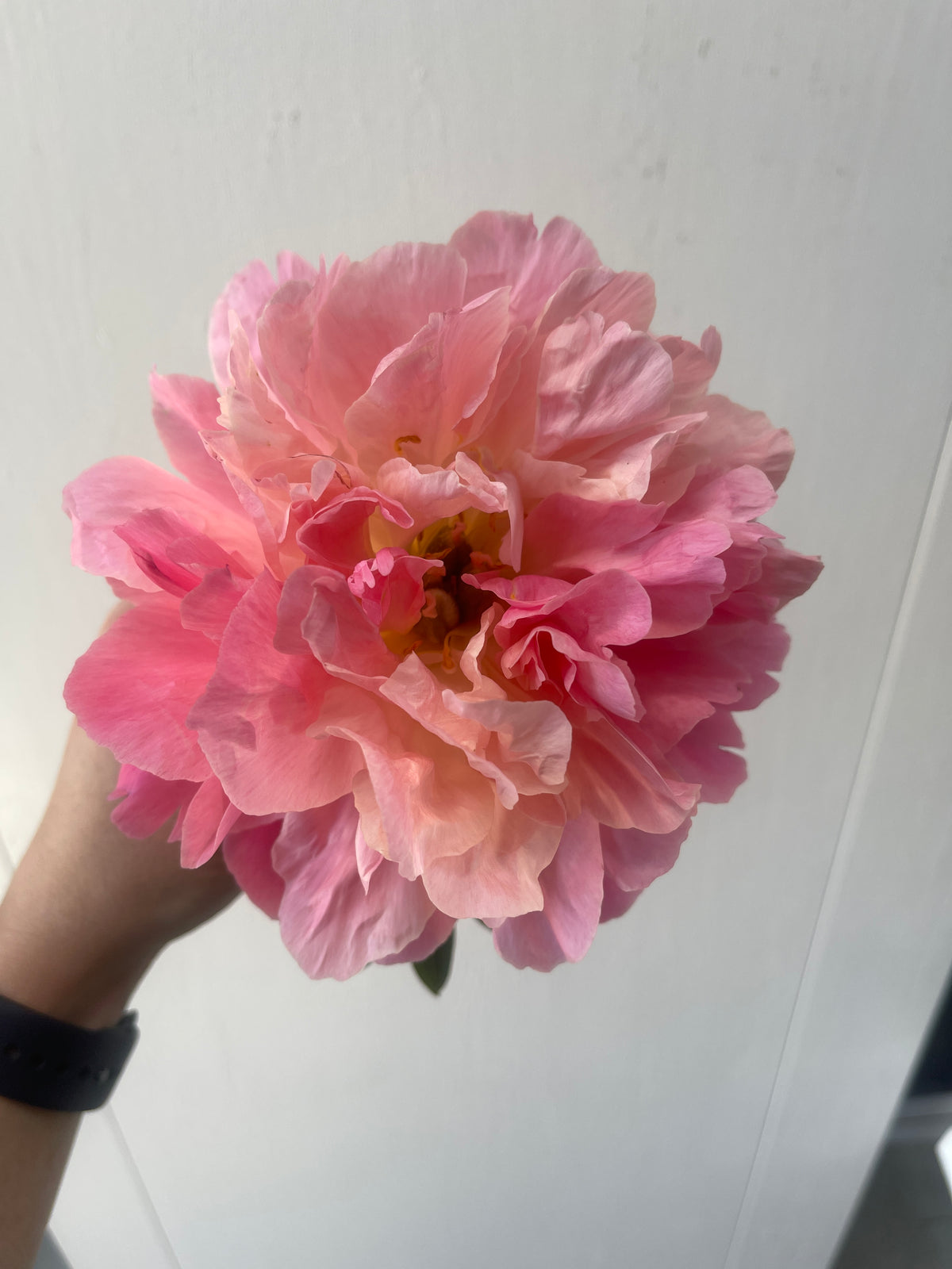 Coral Charm