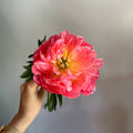 Supplier Stems
