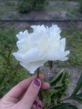 Duchess de Nemours