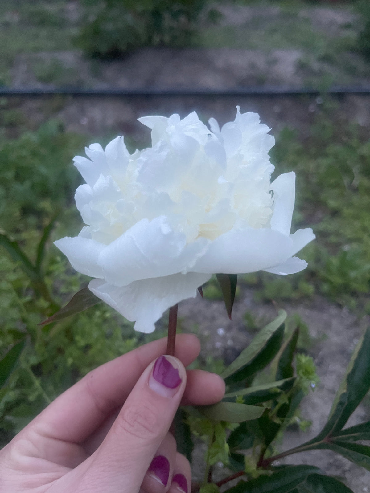 Duchess de Nemours