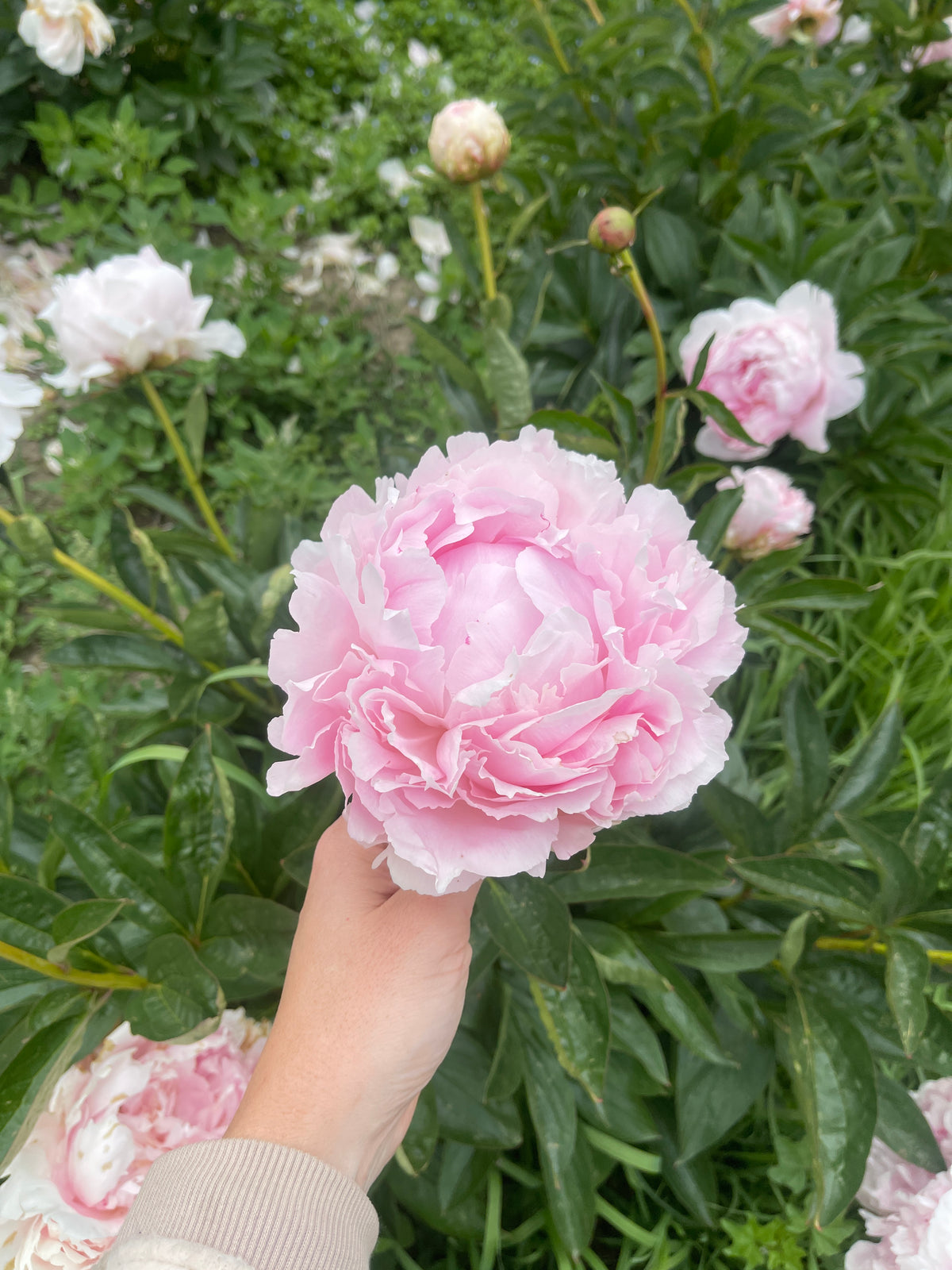 Fairy's Petticoat