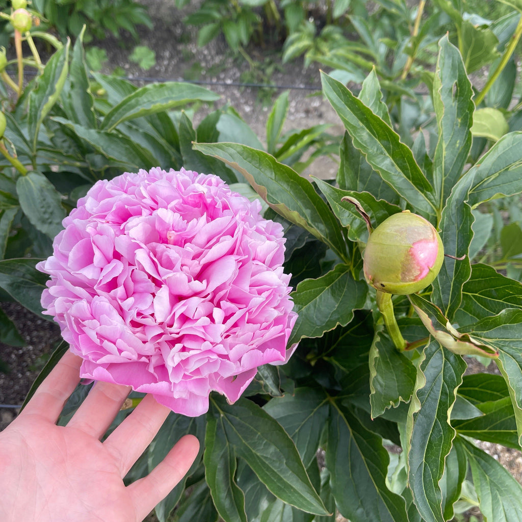 Peonies by Variety