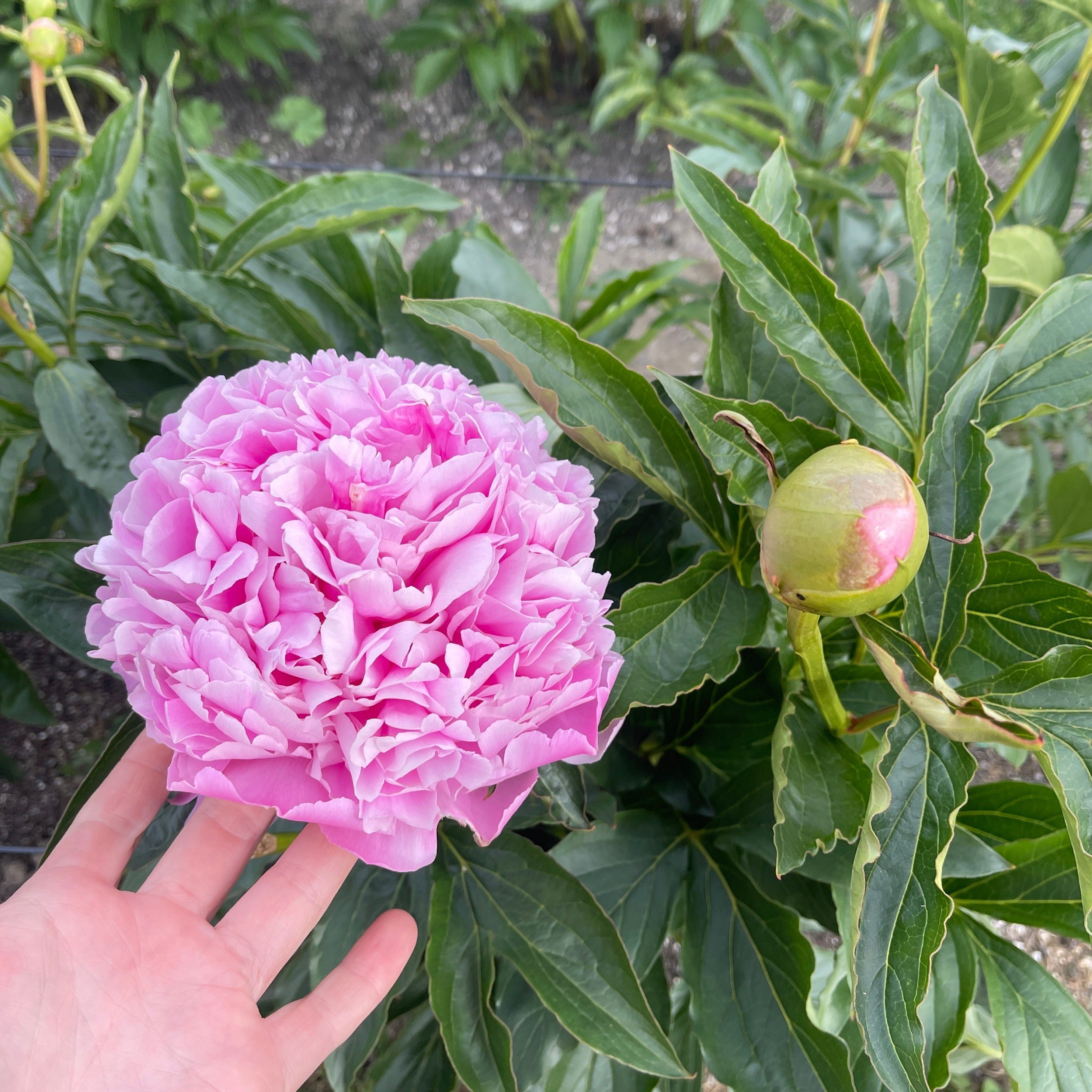 Peonies by Variety