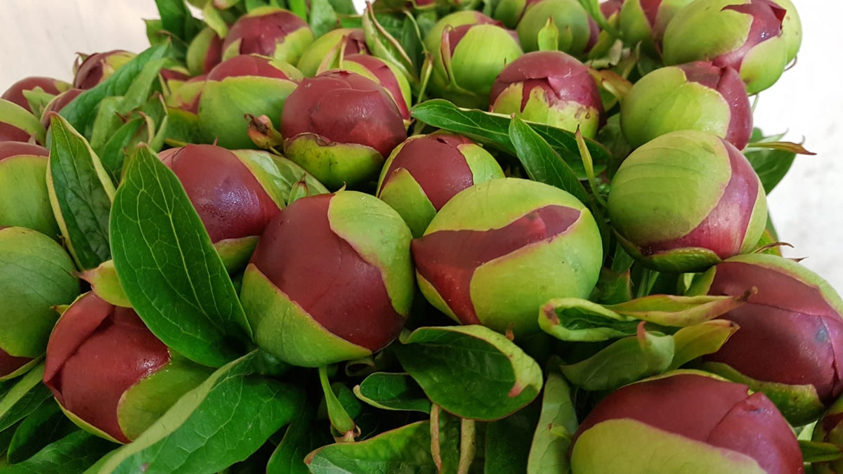 Tight red and green peony buds packed close together, just picked.