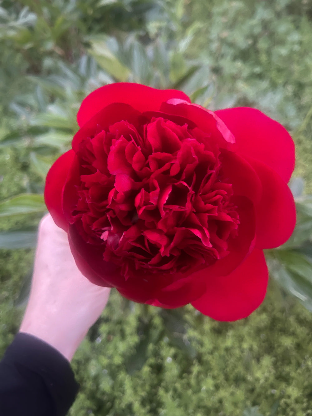 Red Charm