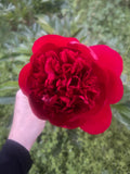 Red Charm