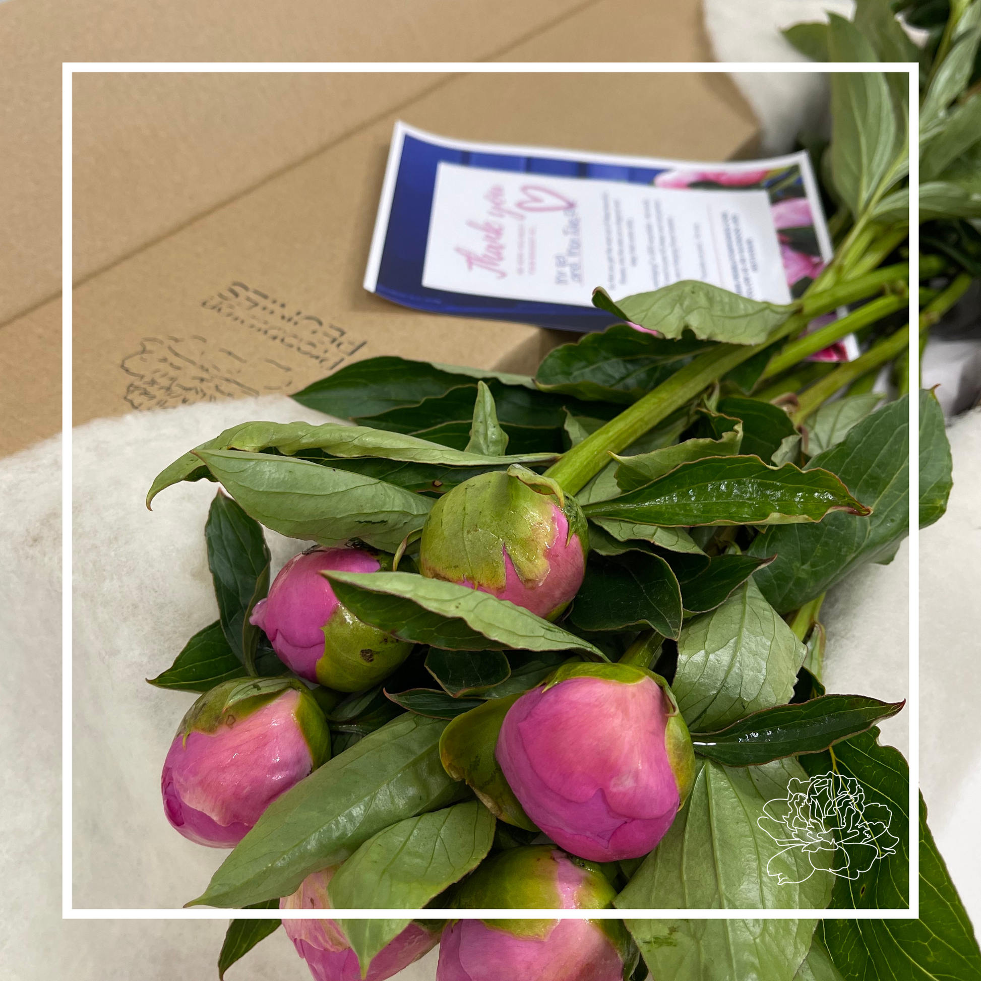 six peonies lying down on a bed of wool in a delivery box. An A4 flyer is placed on top with atten n ote to the custoemr. Framed in a white box graphic with the Prebbleton Peonies logo on the bottom right corner.