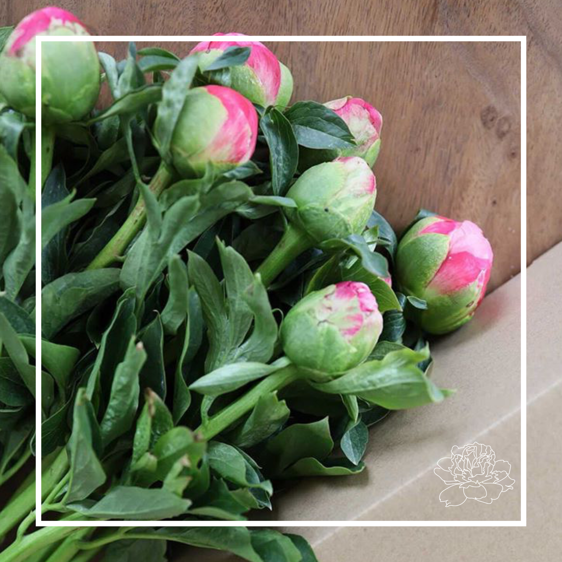 seven peony buds with a brown background . green foliage covers half the image. With a white box graphic framed around the image and the prebbleton peonies logo in the bottom right corner. 