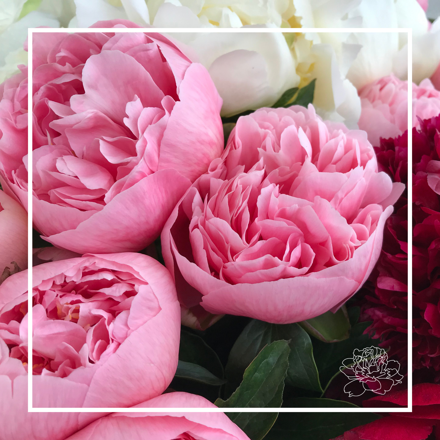 several Beautiful pink Etched Salamon peony roses in full bloom, with layers of delicate petals. surrounded by foliage and other varieties. Framed with a white graphic and the prebbleton peonies logo in the bottom right corner. 