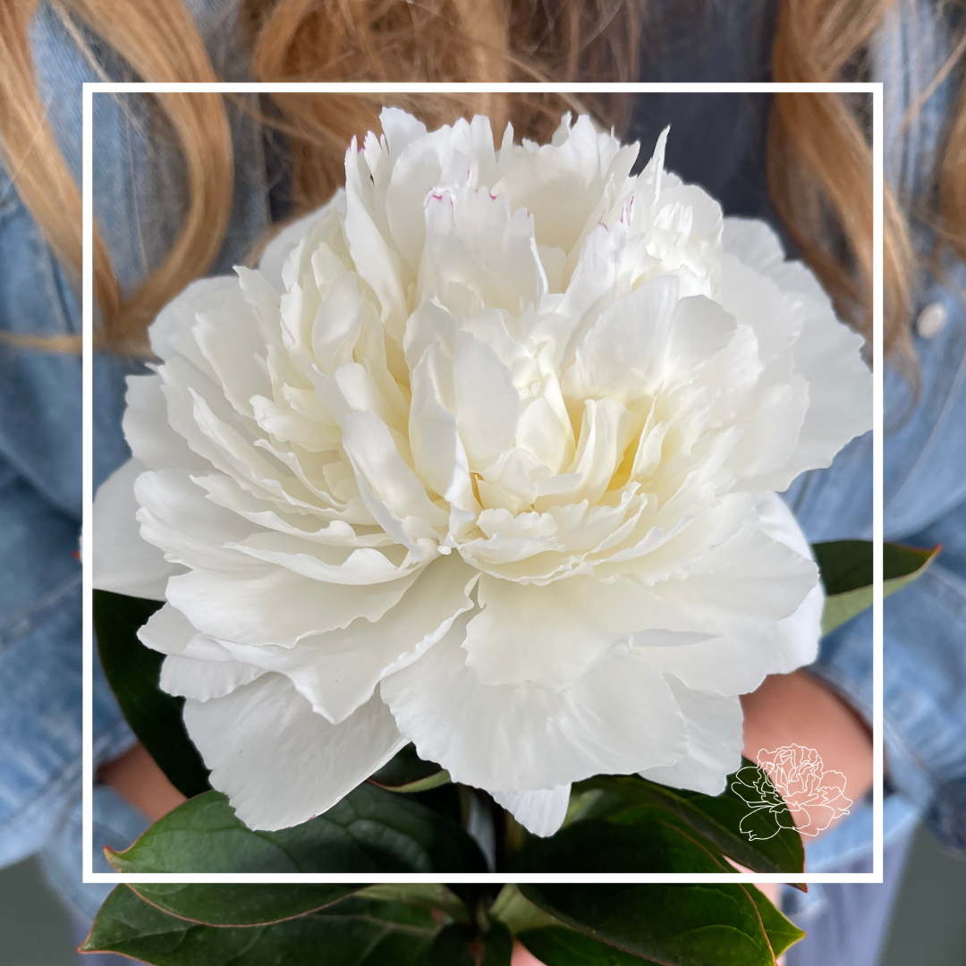 Peonies by Variety