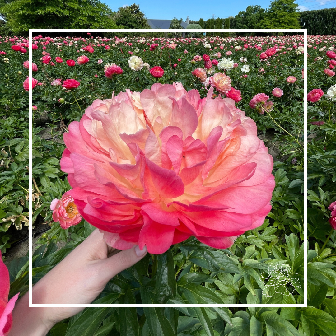 Peony Tubers