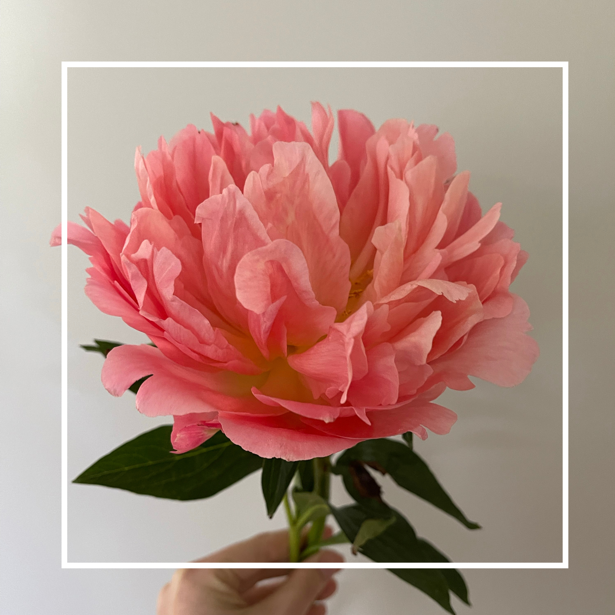 Potted Peony Plant