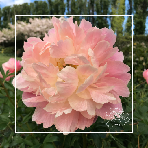 Peony Tubers