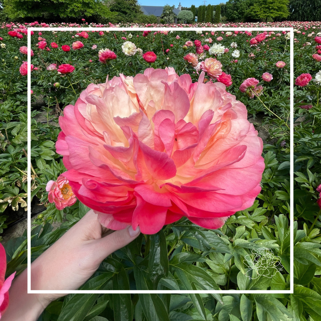 Peonies by Variety