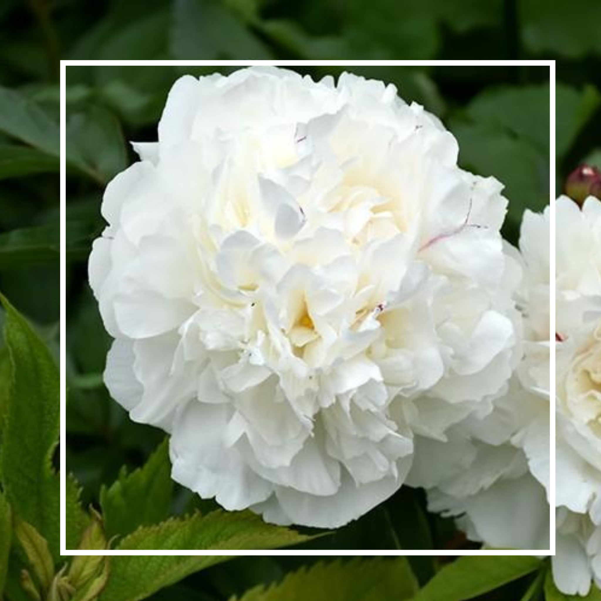 Potted Peony Plant