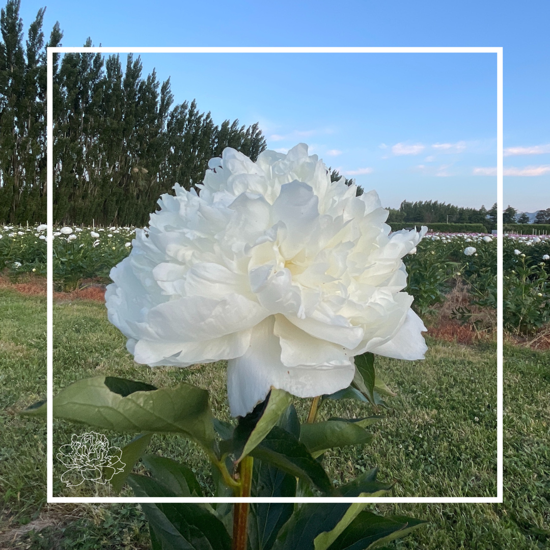 Peonies by Variety