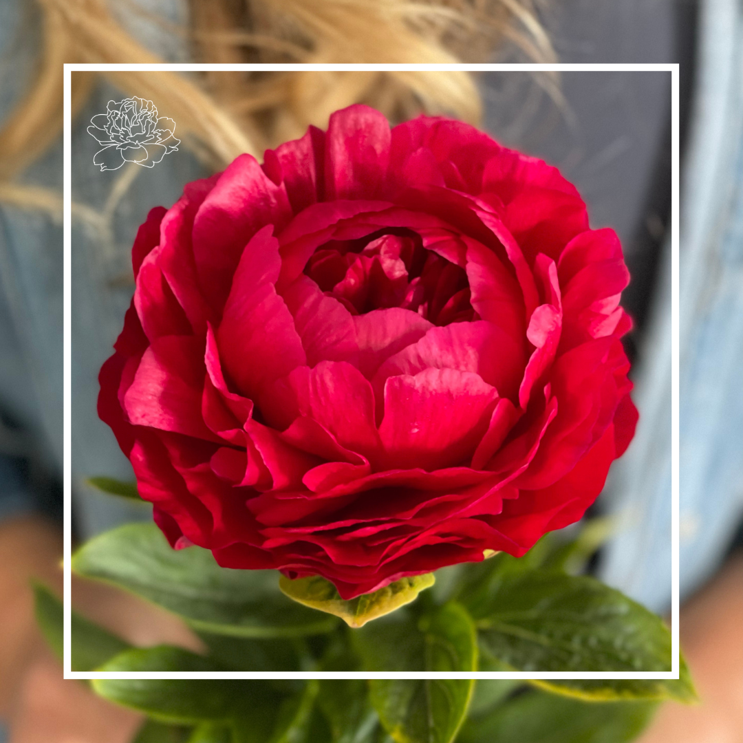 Peonies by Variety