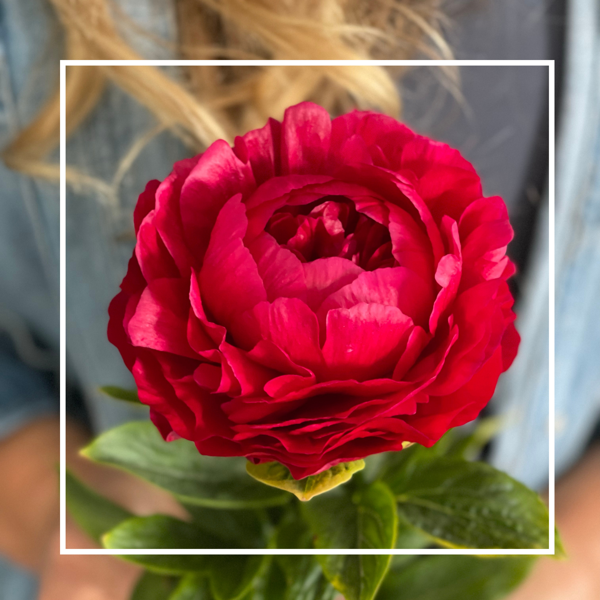 Potted Peony Plant