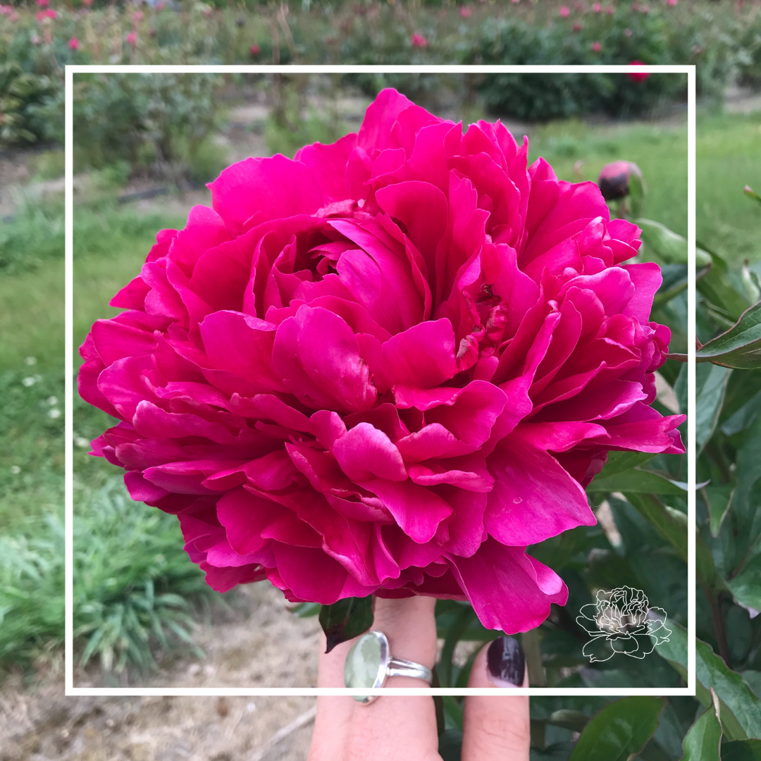 Peonies by Variety