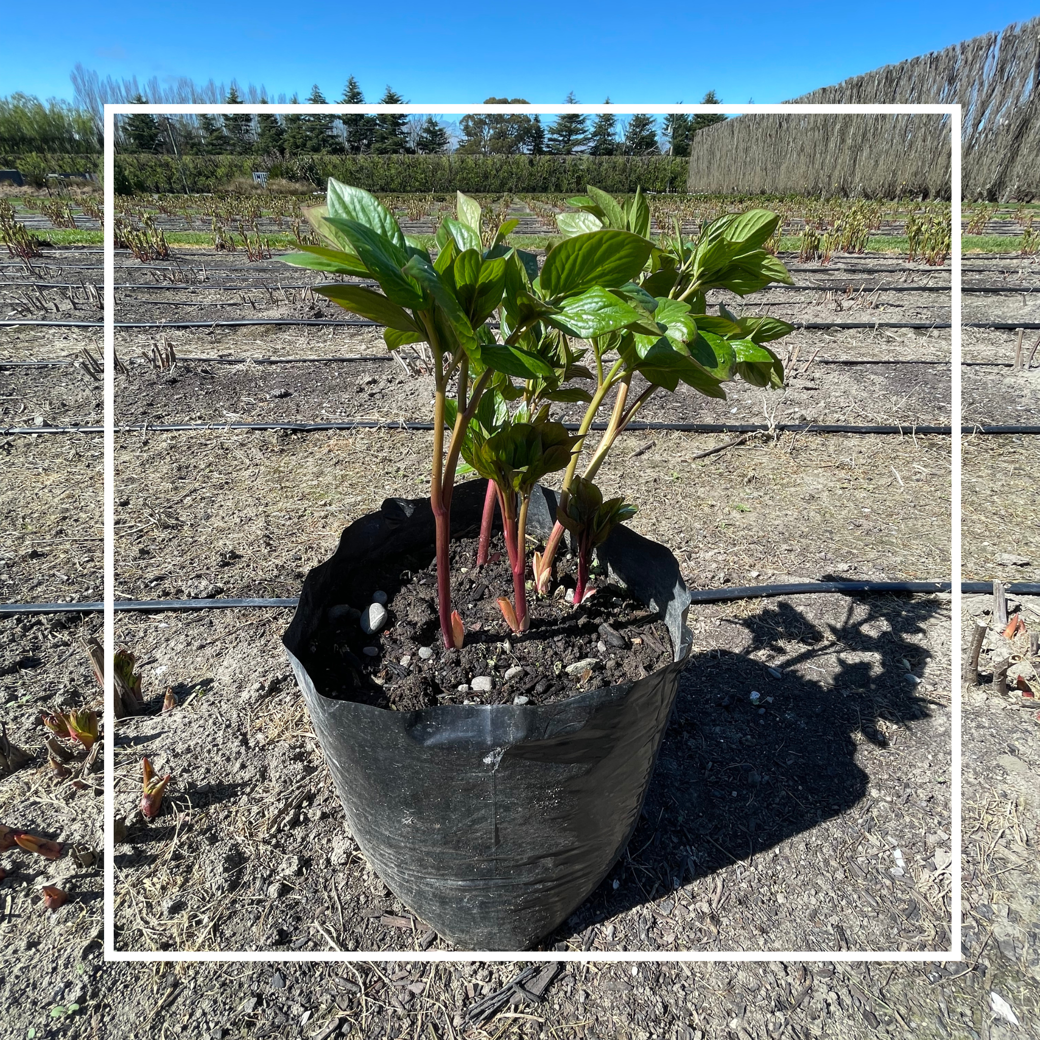 Potted Peony Plant