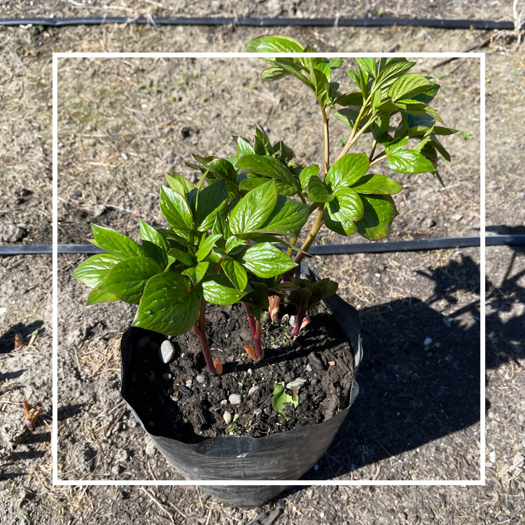 Potted Peony Plant