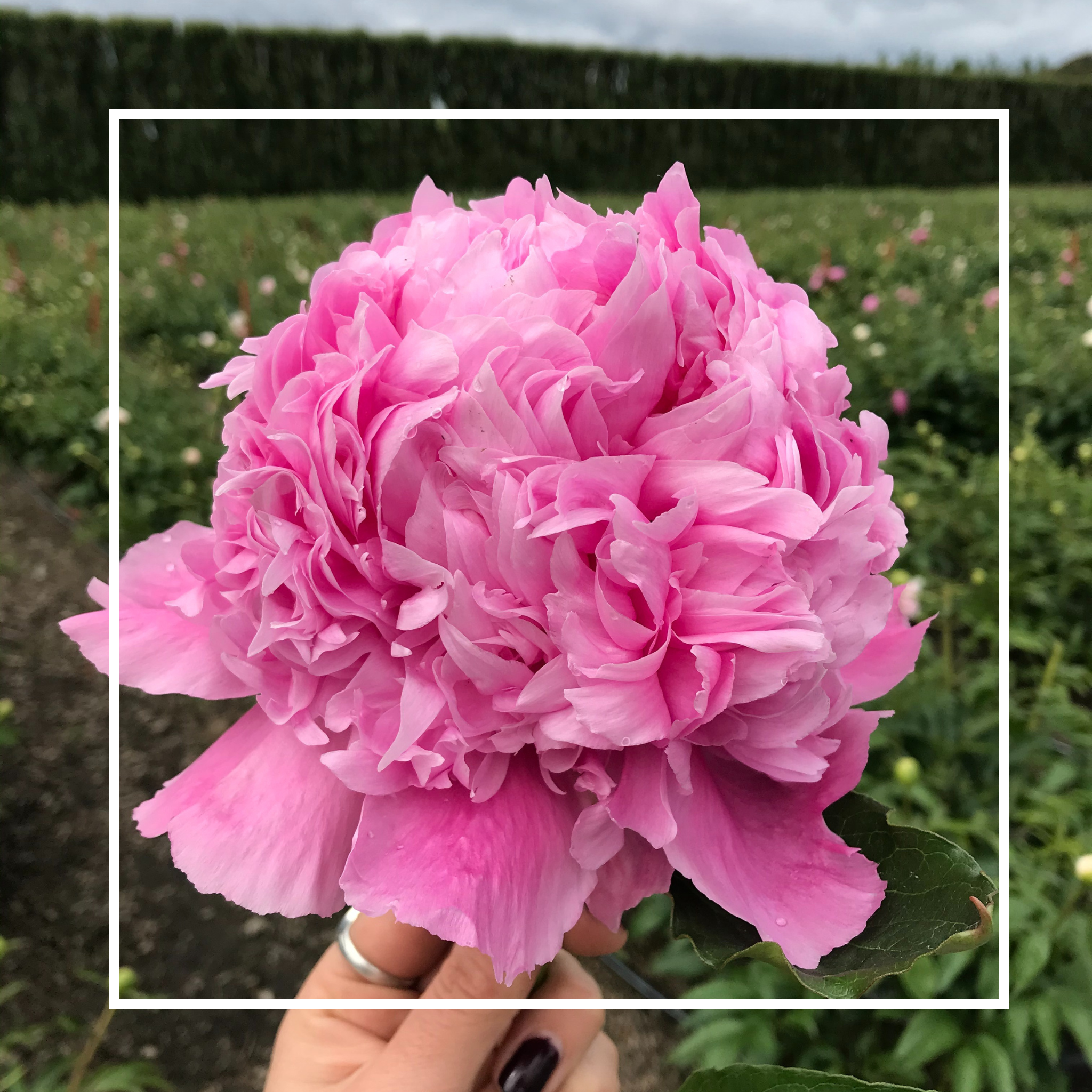 Potted Peony Plant