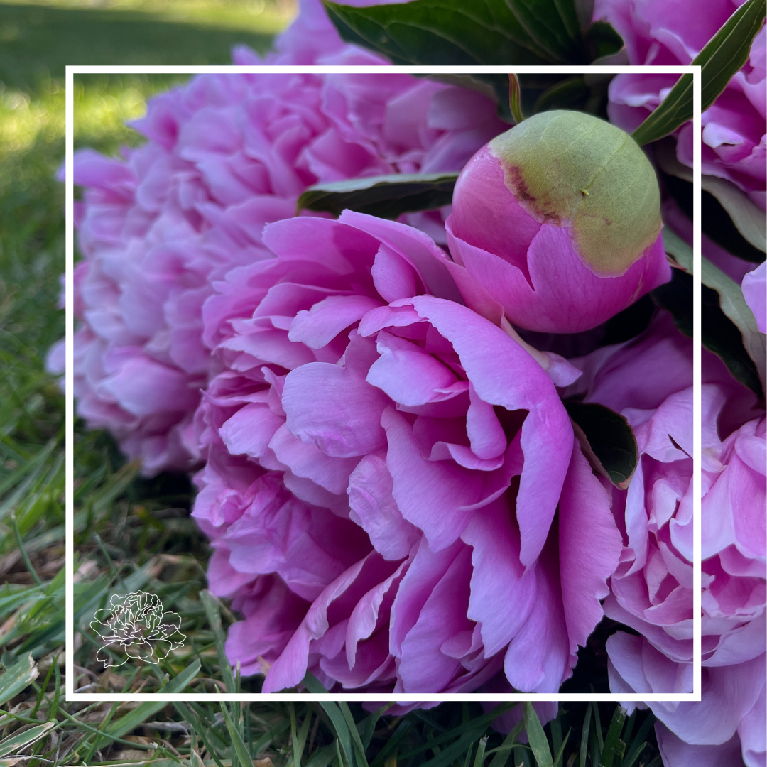 Peonies by Variety