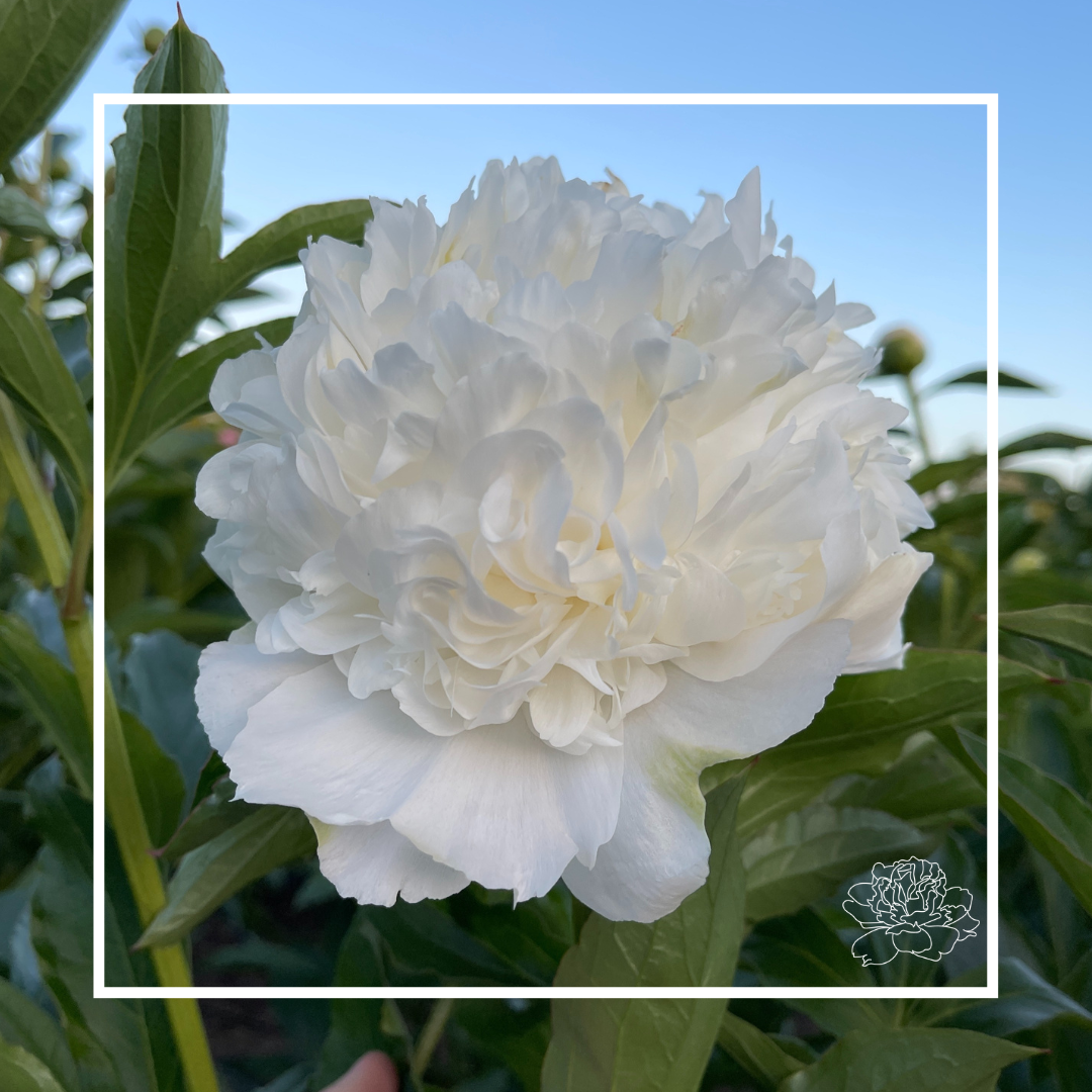 Peony Tubers