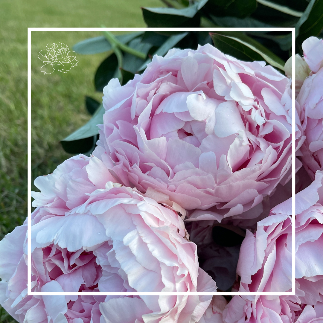 Peonies by Variety